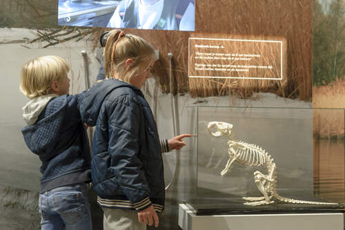 Twee kinderen bestuderen een dierskelet in Biesbosch MuseumEiland. Fotograaf Ben Nienhuis. Bron Erfgoed Brabant.