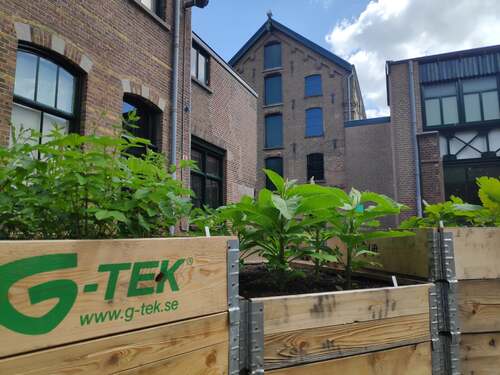 Verfplantentuin op de binnenplaats van het Textielmuseum in Tilburg. Foto Erfgoed Brabant.