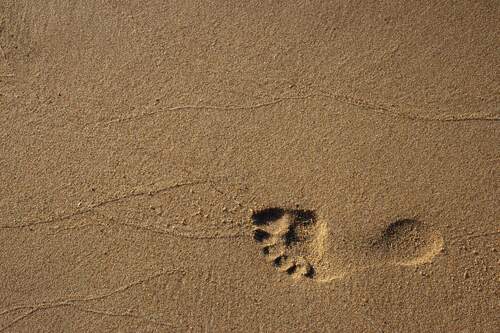 Een voetstap in het zand. Fotograaf Elviss Railijs Bitāns. Bron Pexels.